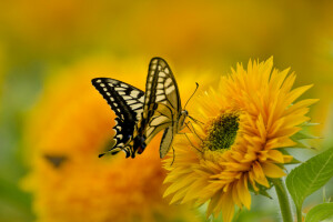 BORBOLETA, flor, natureza, pintura, pétalas, rabo de andorinha, asas