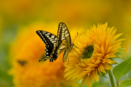 MARIPOSA, flor, naturaleza, pintar, pétalos, cola de golondrina, alas