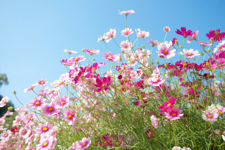 field, kosmeya, meadow, nature, petals, the sky