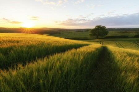 veld-, weg, Rogge, de zon, boom