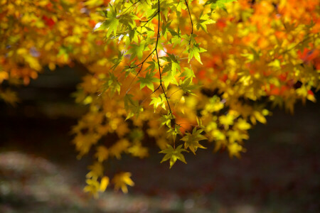 autumn, branch, leaves, maple