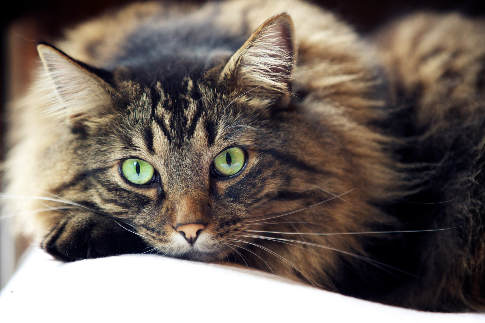 Regardez, chat, yeux, moustache, regards, la laine