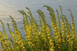 flowers, plant, water