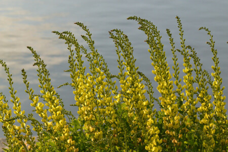 bloemen, fabriek, water