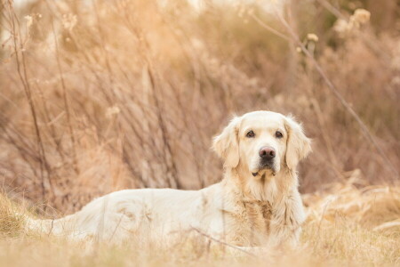 cane, ogni, Guarda