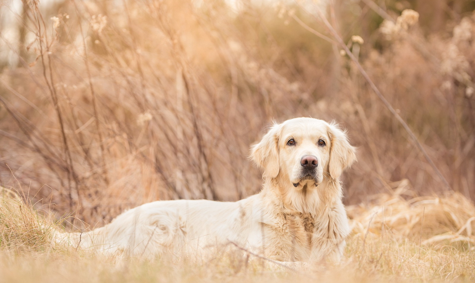 Guarda, cane, ogni