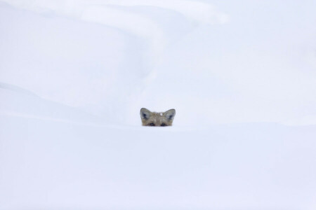 eyes, Fox, looking, snow, white