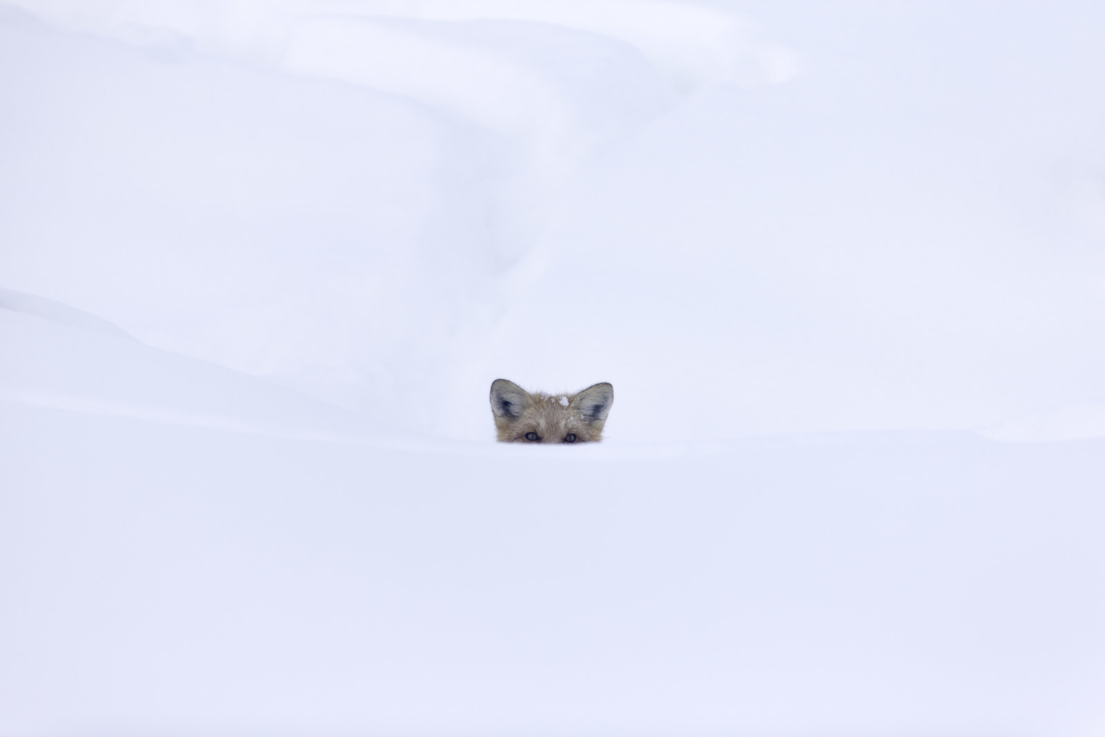 neige, blanc, yeux, Renard, à la recherche