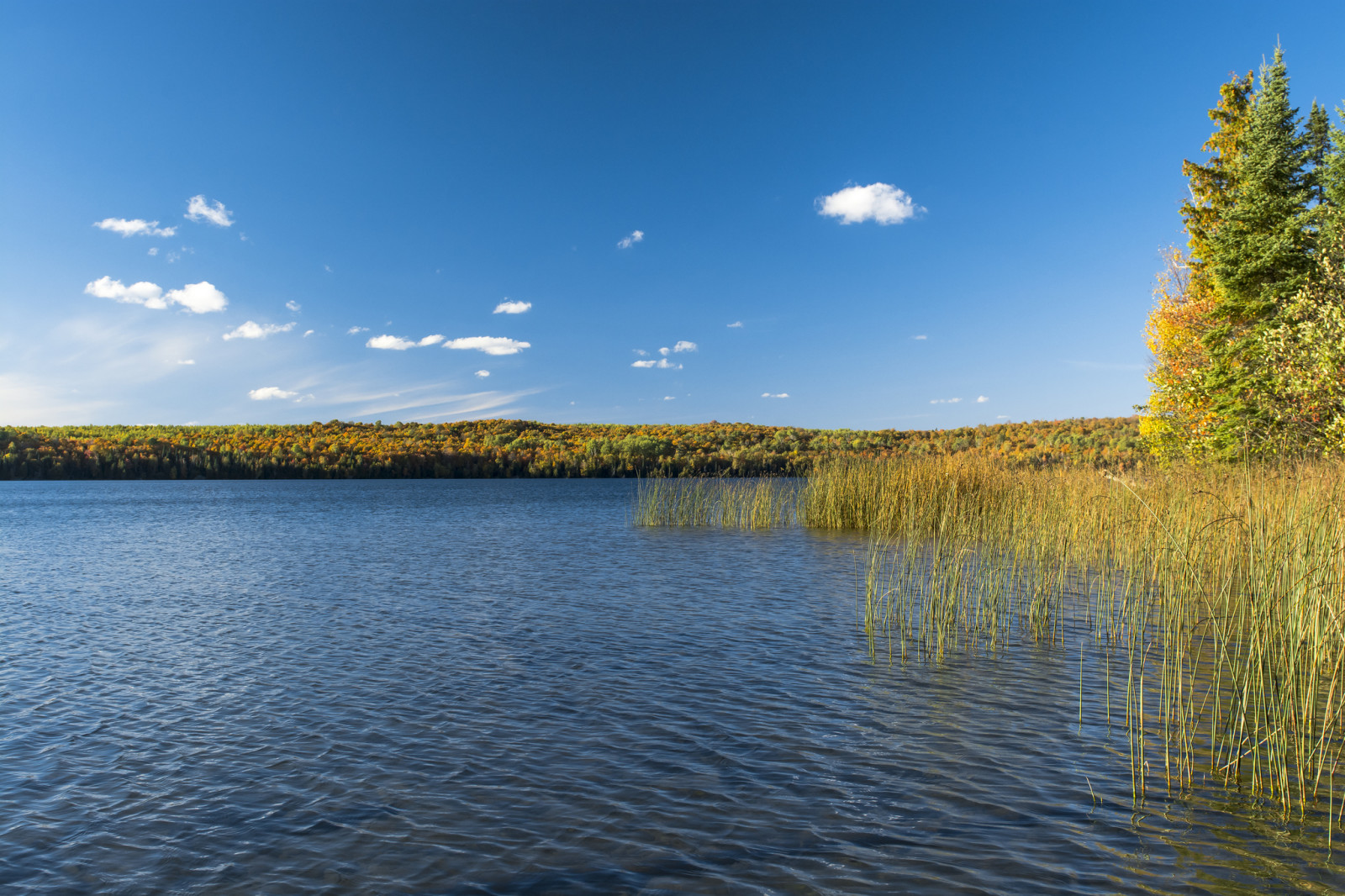 gras, de lucht, rivier-, bomen, vijver