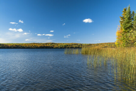 grass, pond, river, the sky, trees