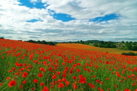 campo, natura, campo di papaveri, cielo, il cielo