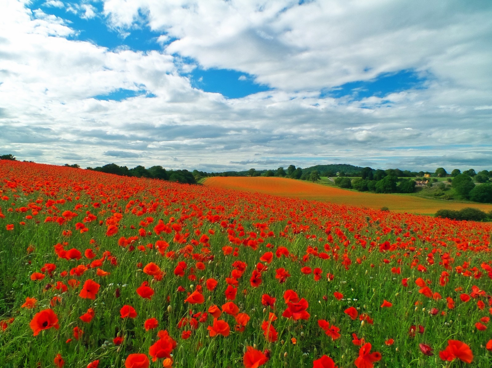 la nature, Le ciel, champ, ciel, champ de pavot