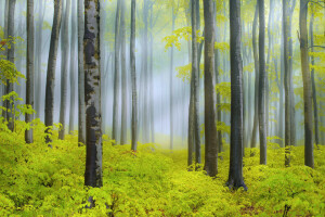 forest, haze, light, nature, spring, trees