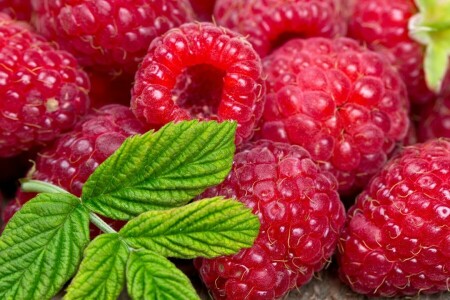 Beeren, Blatt, Malinka