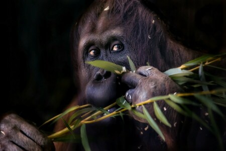 Oddział, małpa, orangutan