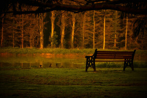 Bank, Ente, Wald, Park, Teich, Bäume