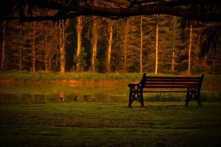 bench, duck, forest, Park, pond, trees