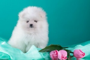 tela, Perro de Pomerania, tulipanes, blanco