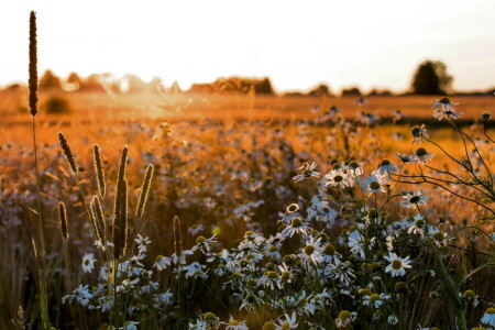 kamille, felt, sommer