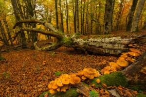 autumn, Basque Country, forest, moss, mushrooms, Spain, trees, Urabain