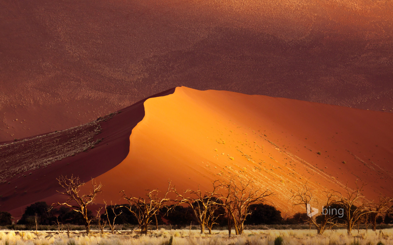 træer, Ørken, sand, Afrika, klitter, Namibia, Sossusvlei