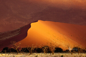 Afrique, désert, dunes, Namibie, le sable, Sossusvlei, des arbres