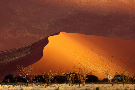 Afrika, púštne, duny, Namíbia, piesok, Sossusvlei, stromy