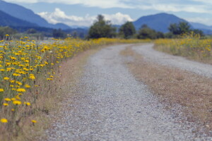 fiori, paesaggio, strada