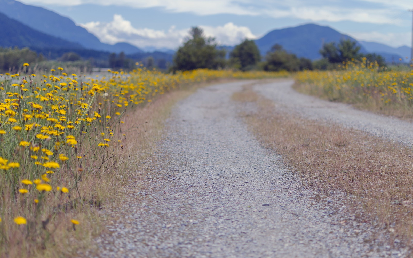 landscape, road, flowers