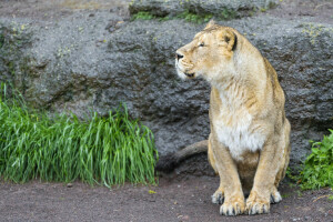 Katze, Gras, Löwin, aussehen, © Tambako Der Jaguar