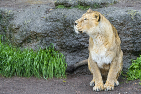 kissa, ruoho, naarasleijona, Katso, © Tambako Jaguar