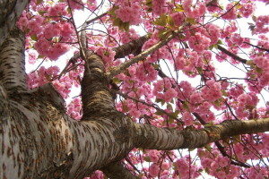 blooms, branches, spring, tree, trunk