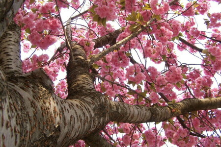 floresce, galhos, Primavera, árvore, tronco