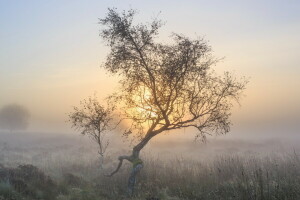 tåge, morgen, natur, træ