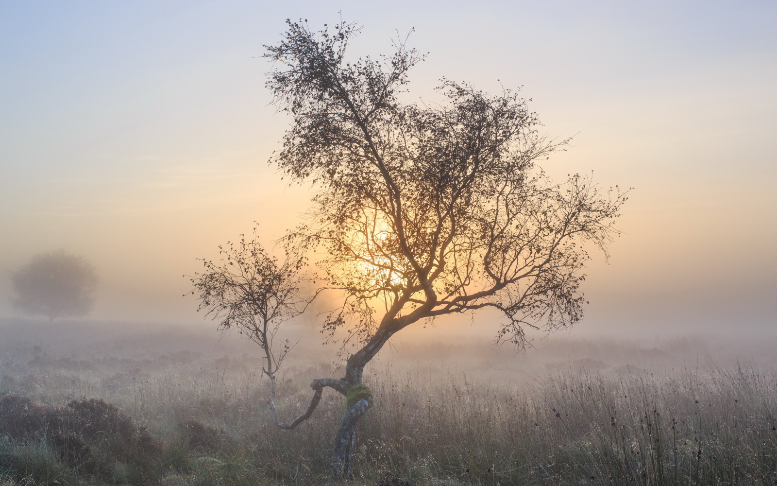 drzewo, Natura, ranek, mgła