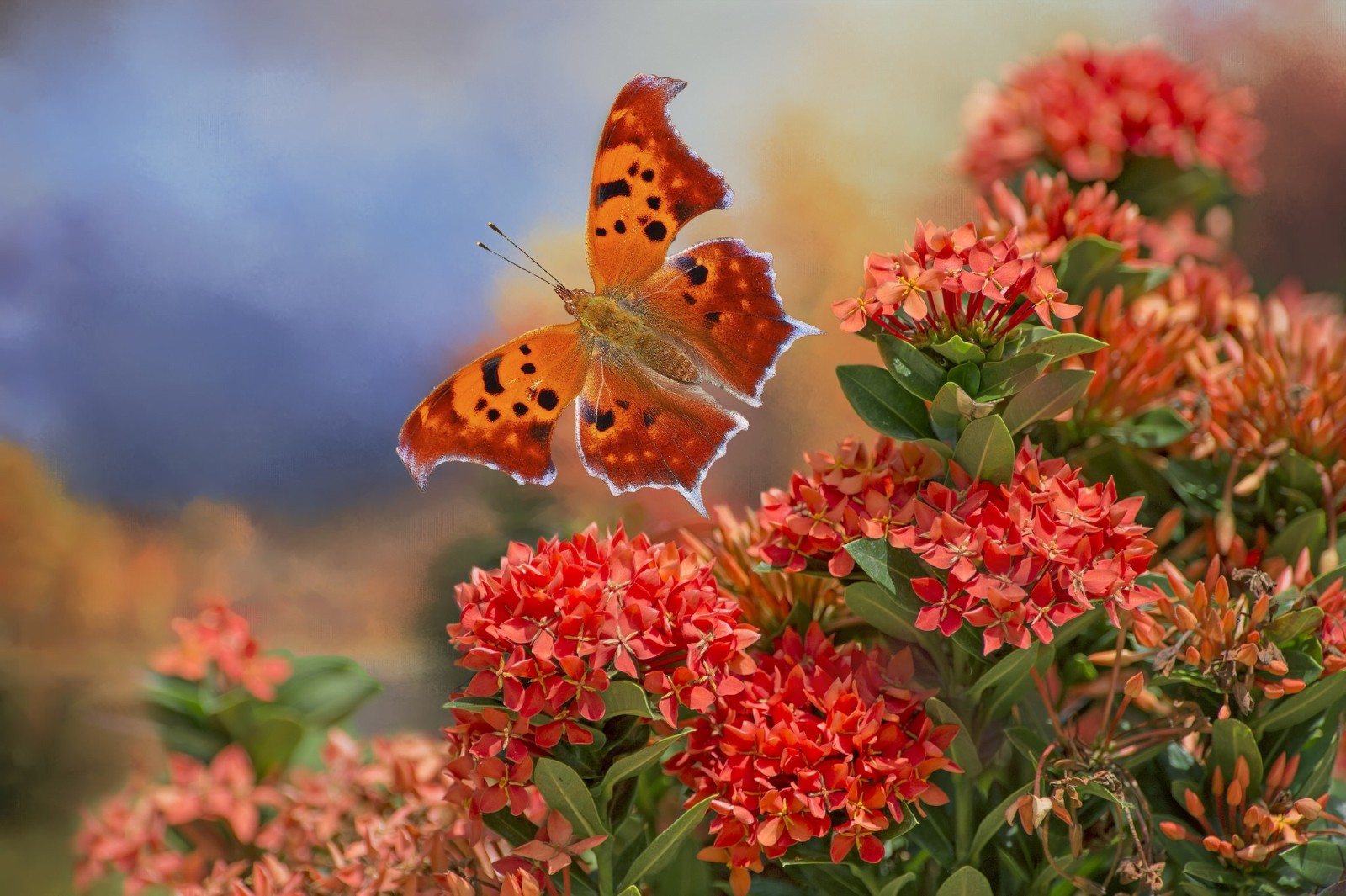 SOMMERFUGL, blomster, collage