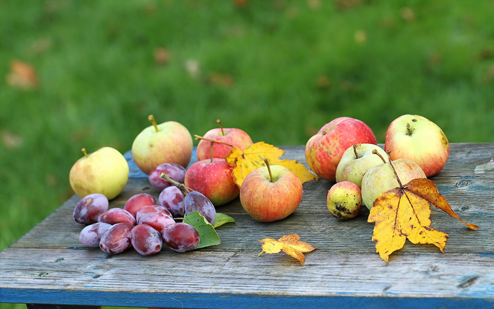 otoño, Jardín, manzana, Fruta, Ciruelas