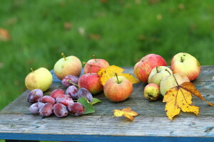 Pomme, l'automne, fruit, Jardin, Prunes