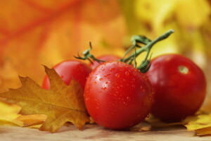 otoño, macro, Tomates, vegetales