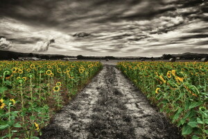 field, nature, sunflowers