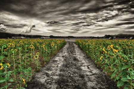 field, nature, sunflowers