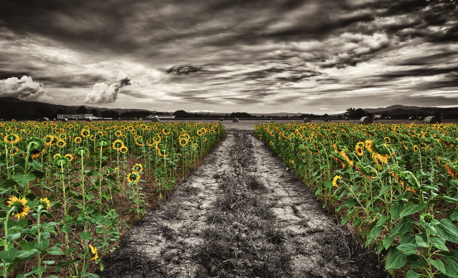 natura, campo, girasoli