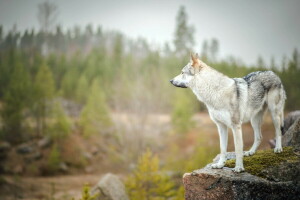 hund, varje, se