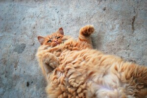 gato, bunda gorda, fofo, vermelho, Gato vermelho, Tomcat