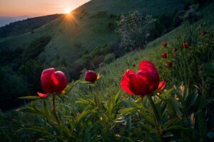 Bulgarie, fleurs, lumière, Des rayons, pente, printemps, le soleil, pivoines sauvages