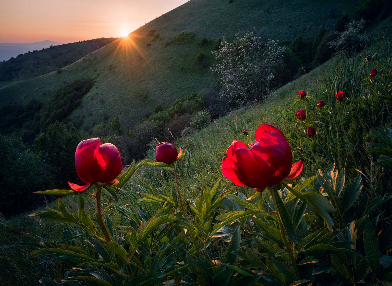 ligero, flores, primavera, Rayos, el sol, Pendiente, Bulgaria, peonías salvajes