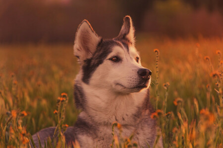 hund, ansigt, græs, husky