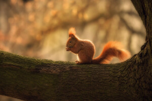 rami, proteina, albero