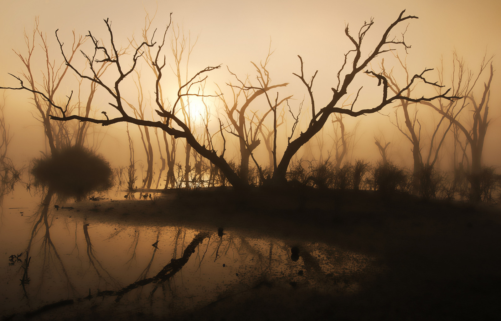 lago, arboles, Mañana, niebla, luz de sol, madera flotante