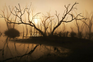 Driftwood, ceaţă, lac, dimineaţă, lumina soarelui, copaci